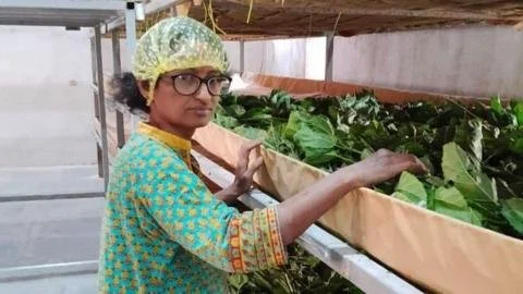 Unraveling the Threads of Tradition: How Scientists Are Reviving India’s Silk Industry