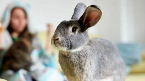 Hare-Brained or Visionary? The Controversy Over Mandatory Training for Rabbit Owners