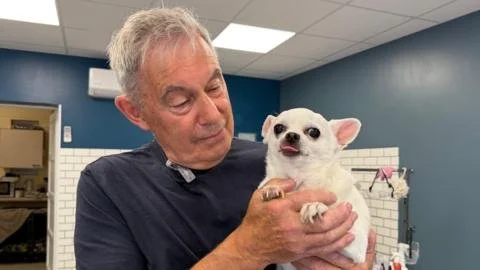 When Pets Go AWOL: The Hidden Struggles of Dog Groomers