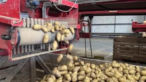 Sizzling Struggles: How Extreme Heatwaves are Frying Potato Yields!