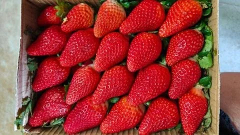Indulge in Innovation: India’s Ambitious Journey to Become a Strawberry Powerhouse