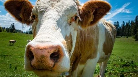 Billion-Pound Boom: Northern Ireland's Farming Industry Surges to Record Profits in 2025!