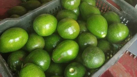 From Obscurity to Celebrity: How India's Avocado Craze is Transforming Agriculture