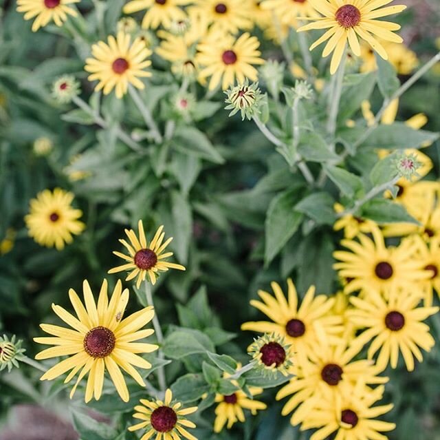 We&rsquo;re loving seeing all the warm yellows and golds start to bloom 🥰
#summertime #summervibes☀️ #summerflowers #rudbeckia #boulderflowerfarm