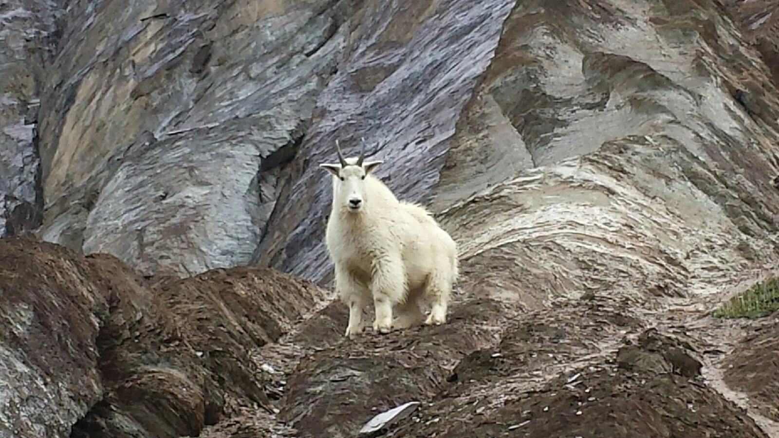 Goat on rocks.jpeg