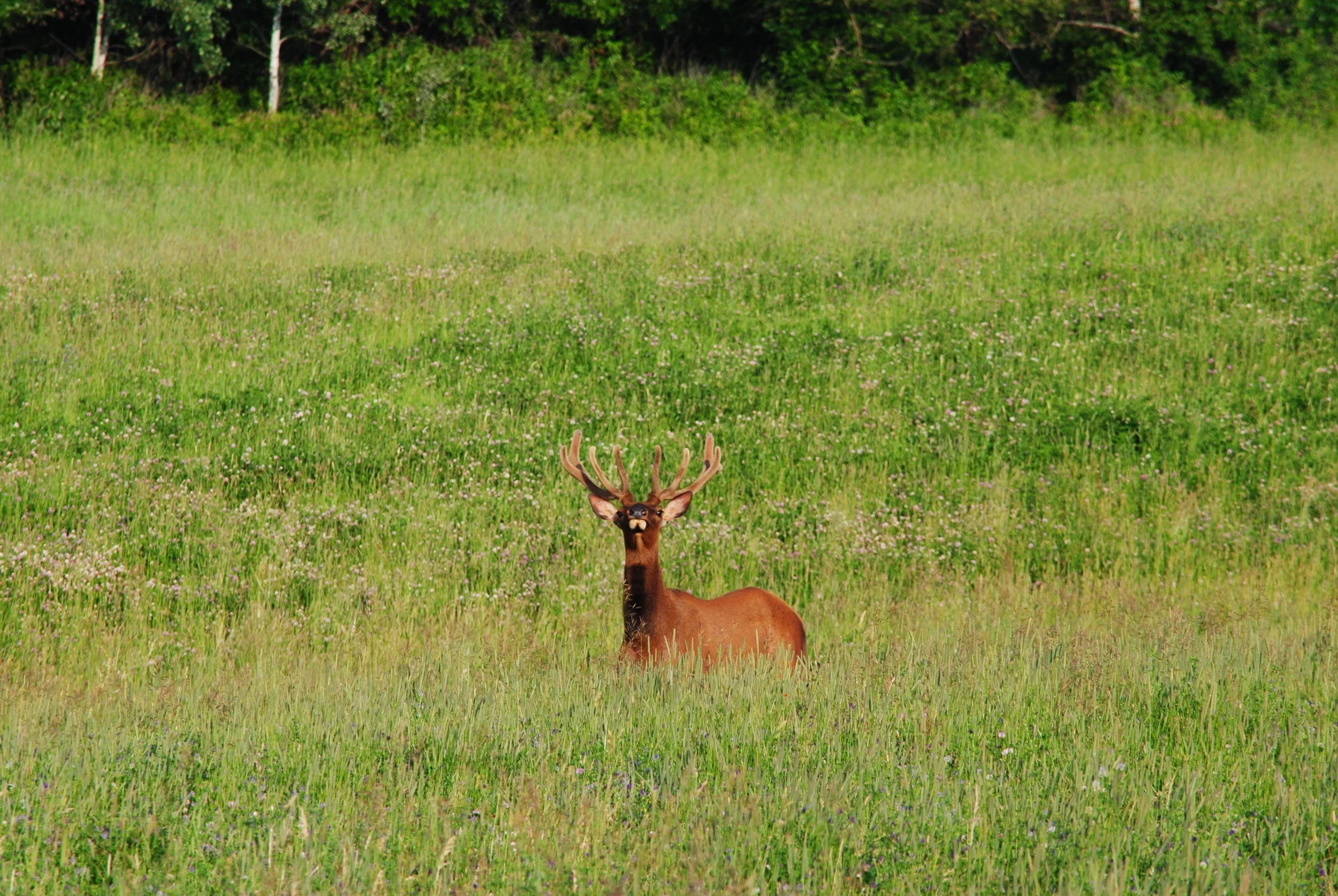 Elk