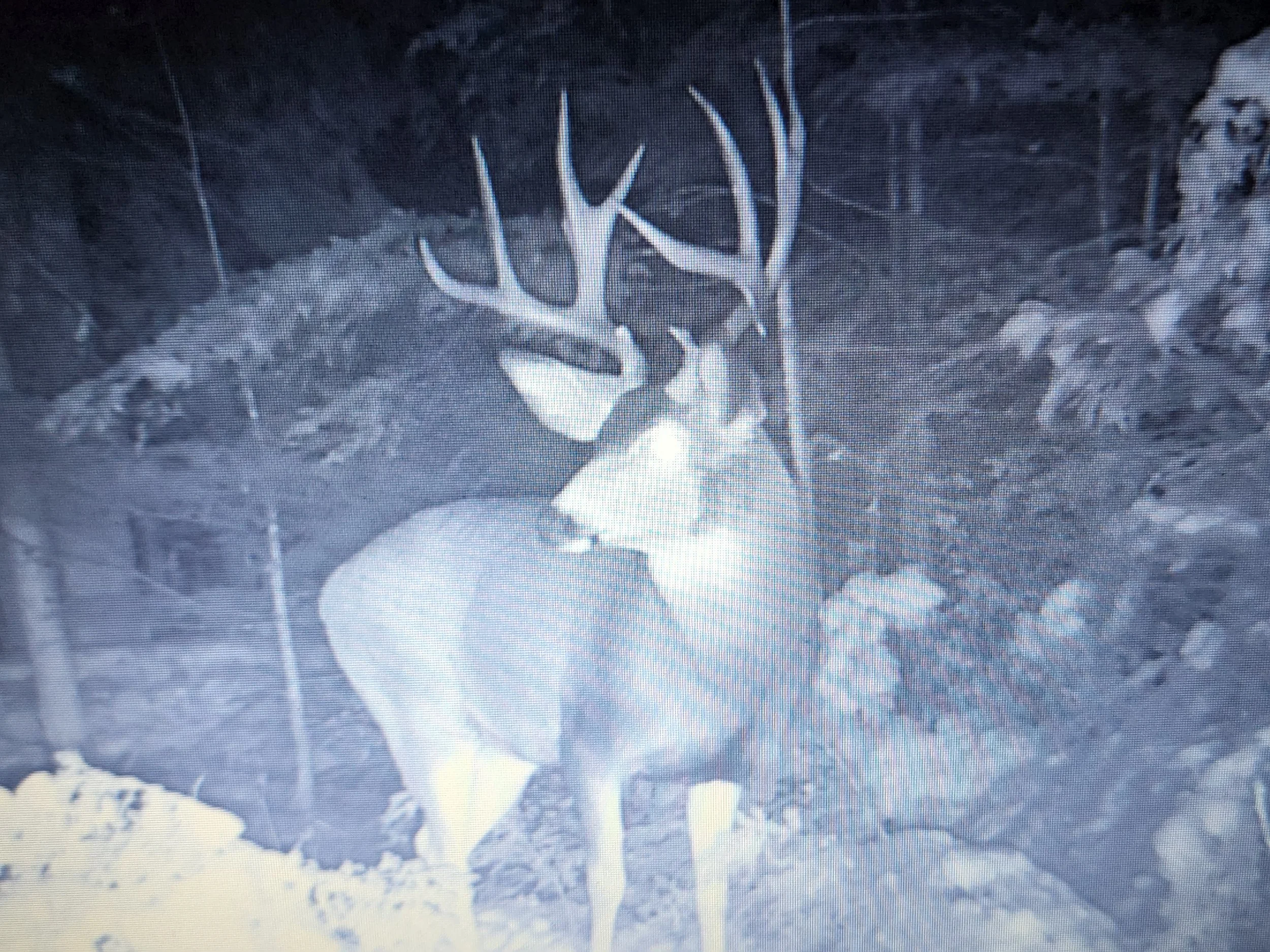 Mule deer