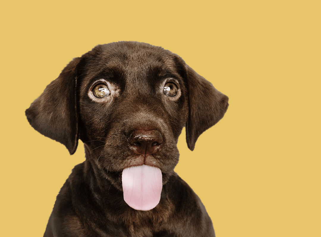 hey-muttley-choosing-your-puppy.png