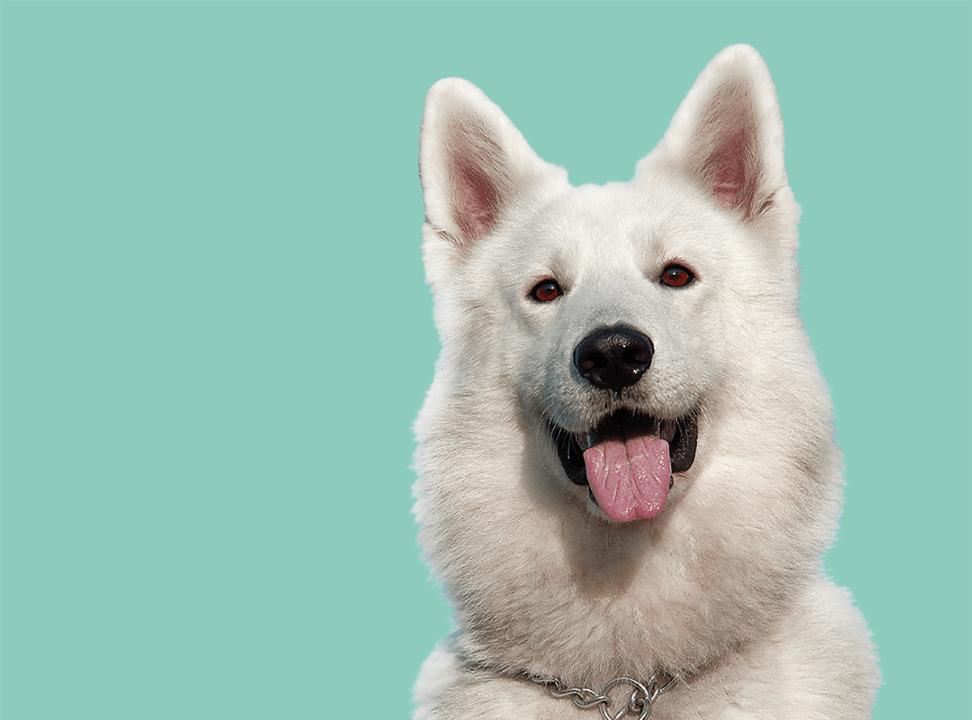 hey-muttley-how-do-I-know-if-its-too-hot-to-walk-my-dog.png