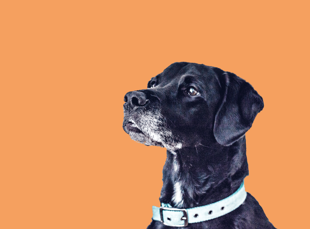 hey-muttley-how-to-find-a-home-boarder-for-your-dog.png