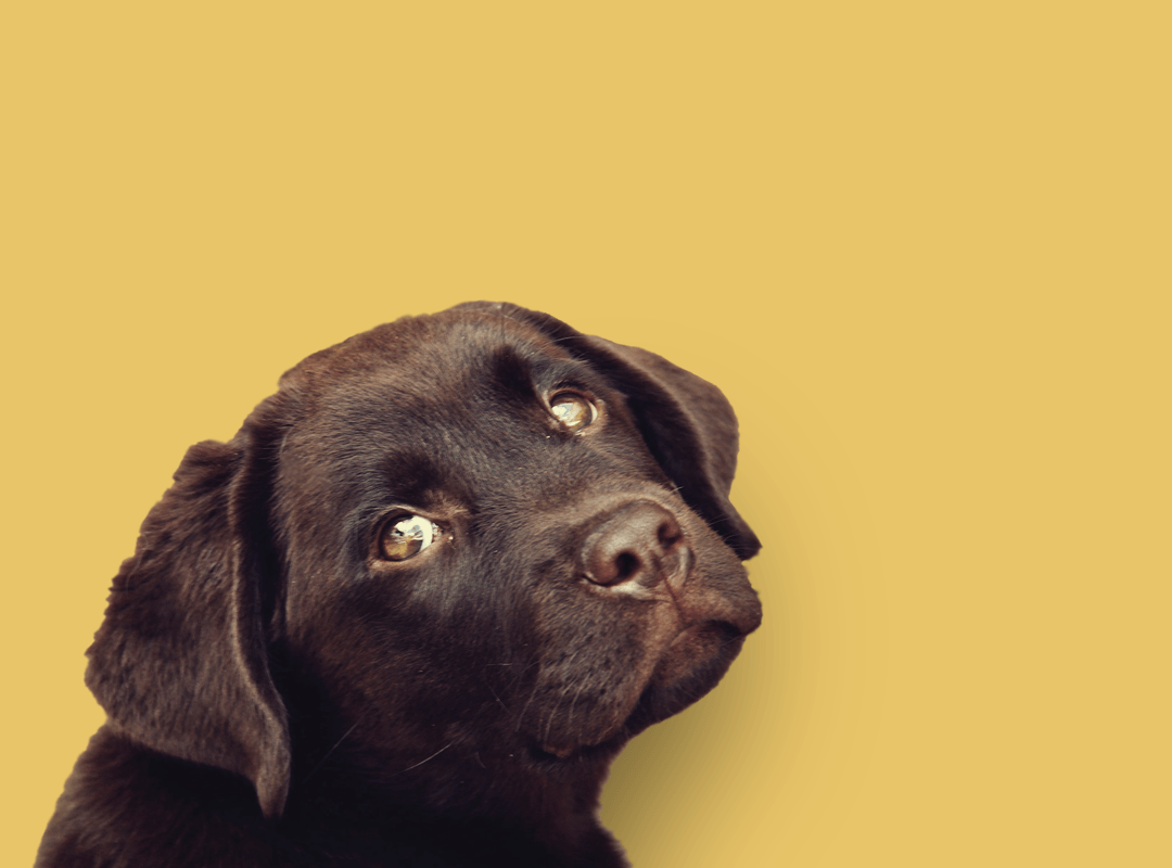 hey-muttley-what-to-consider-when-getting-a-dog.png