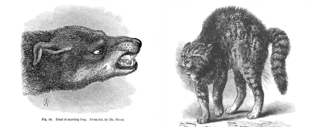 dog and cat.jpg