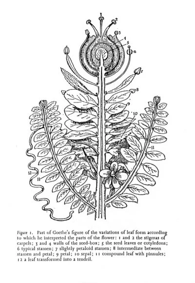 morphology1.jpeg