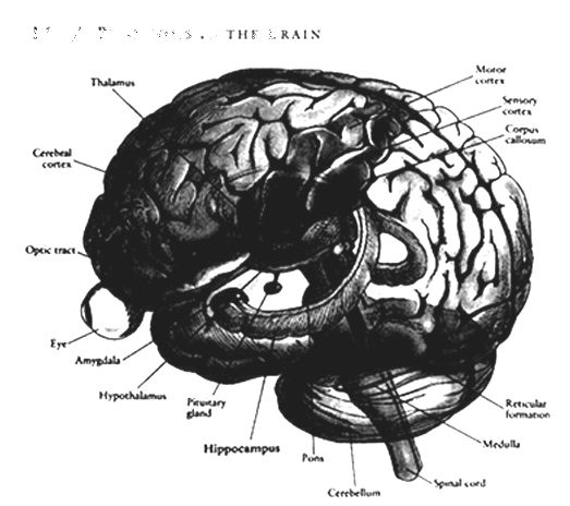 brain1.jpeg