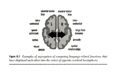brain4.jpeg