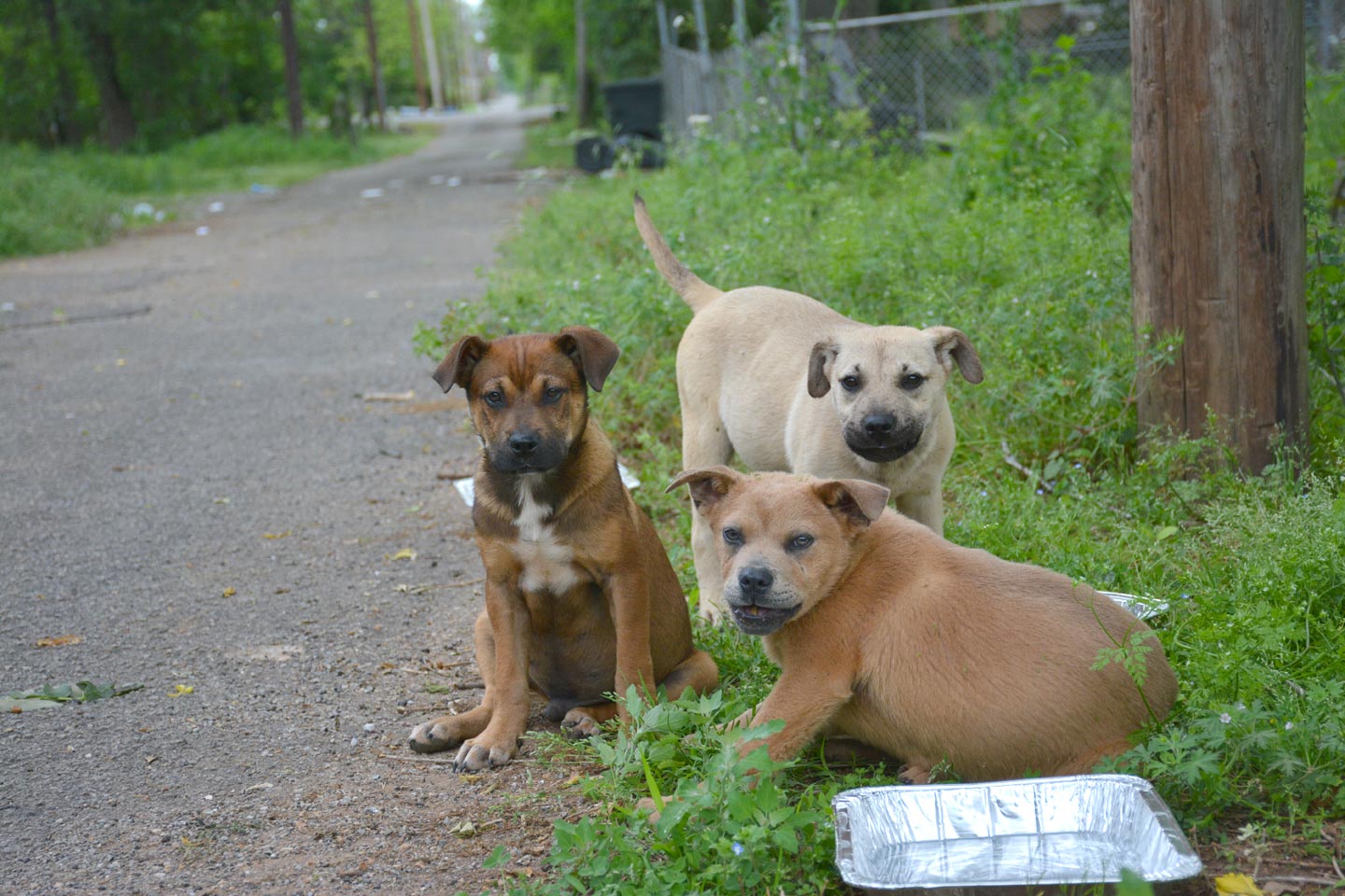 3alleypups.jpg