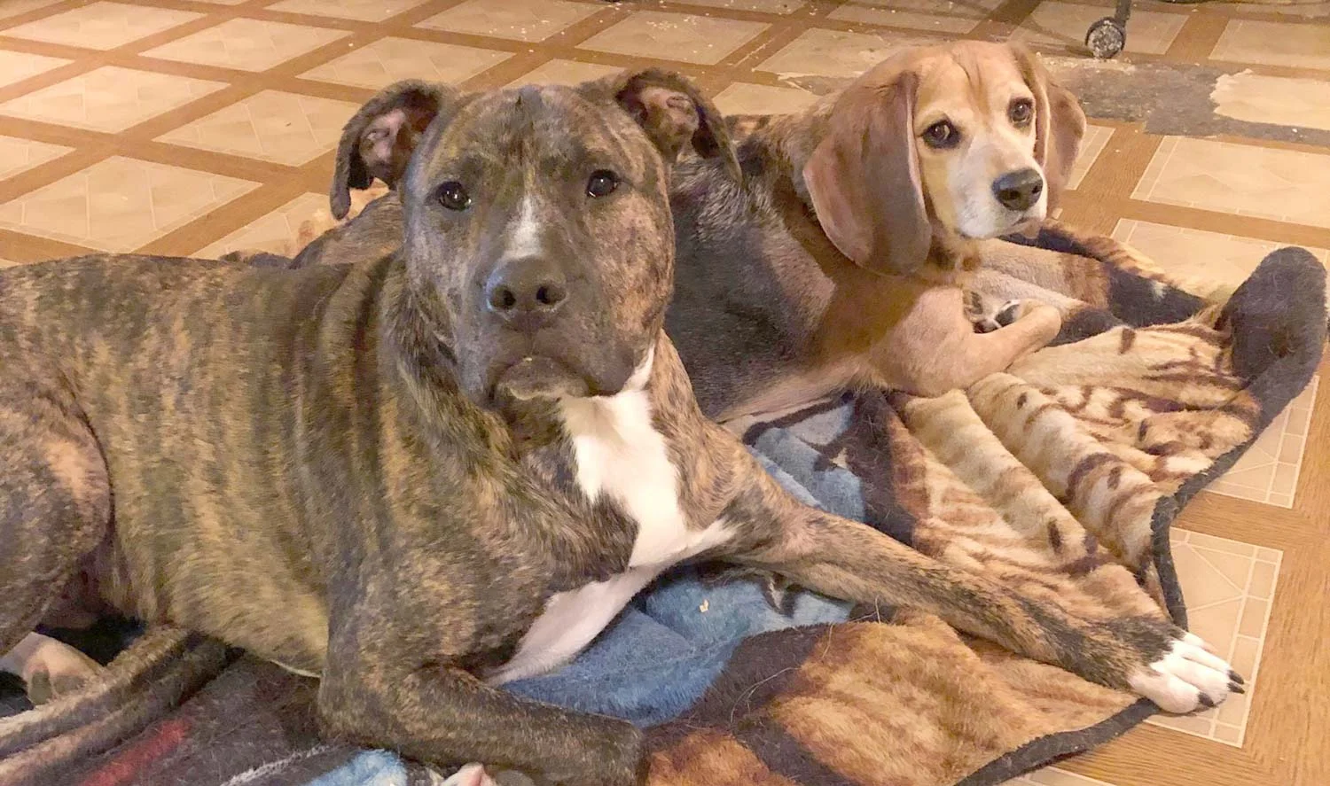 Rerun with his brother Manny at his forever home in New Hamoshire.