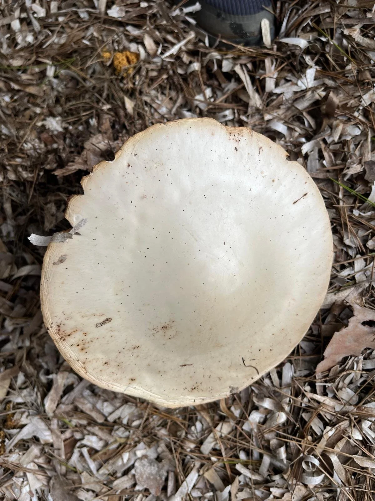 WhatsApp Image 2025-02-07 at 19.45.06 (1).jpeg