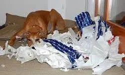 
A Personal Psalm: Rending and Restoring  