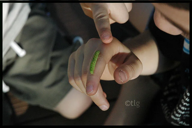 Wonder: Boys and Bugs  