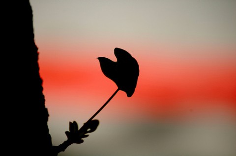 
Jesus on Leading: Guest Post on Submission in Leadership by Kristy Robinson  