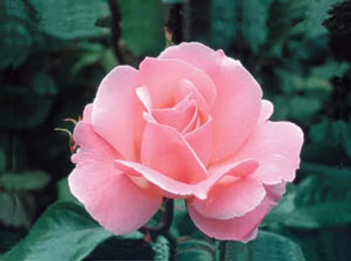 
When I Was Beautiful--Guest Post by Beth English  