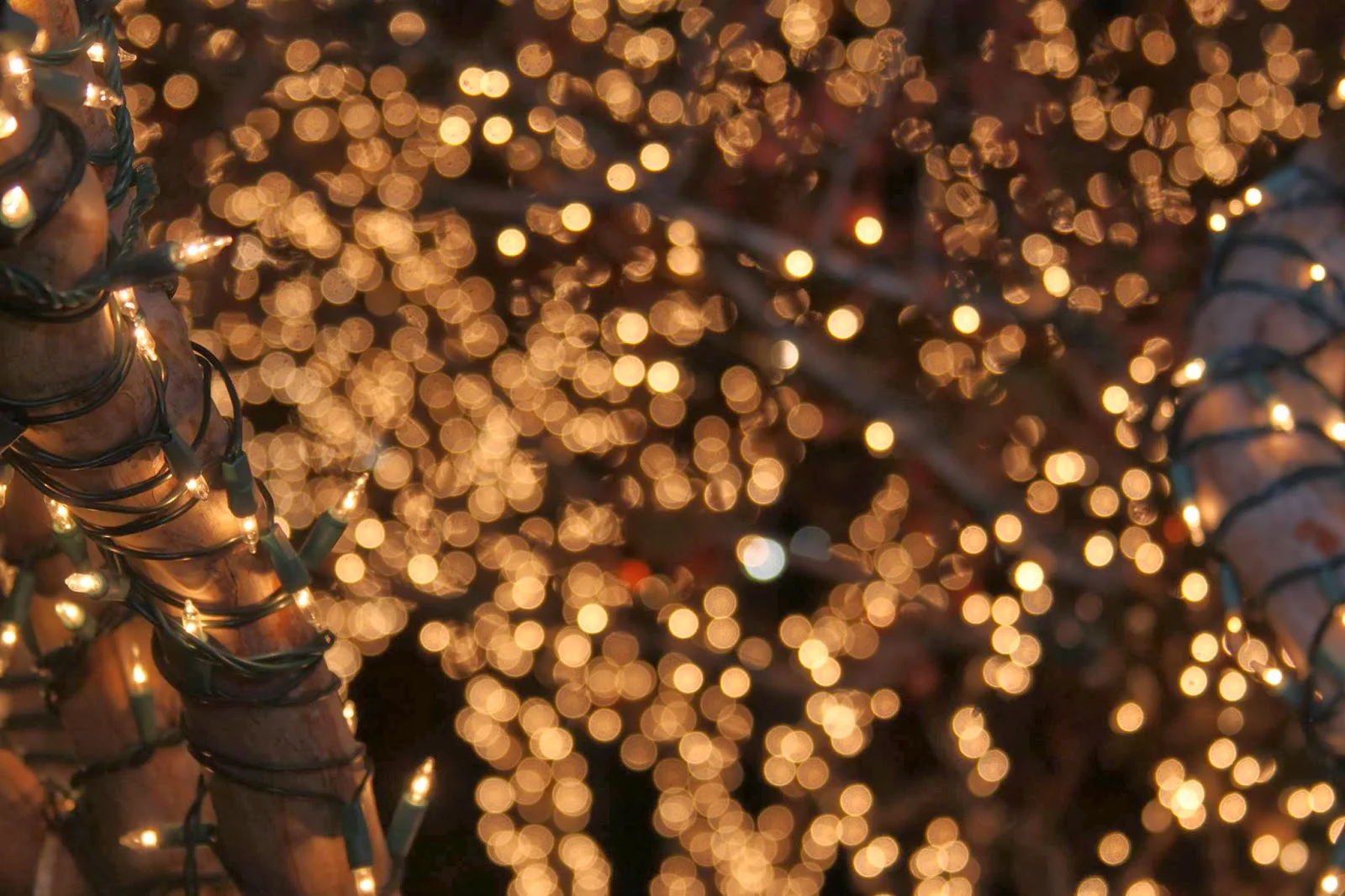 
In the December Delirium, Receive the Joy  