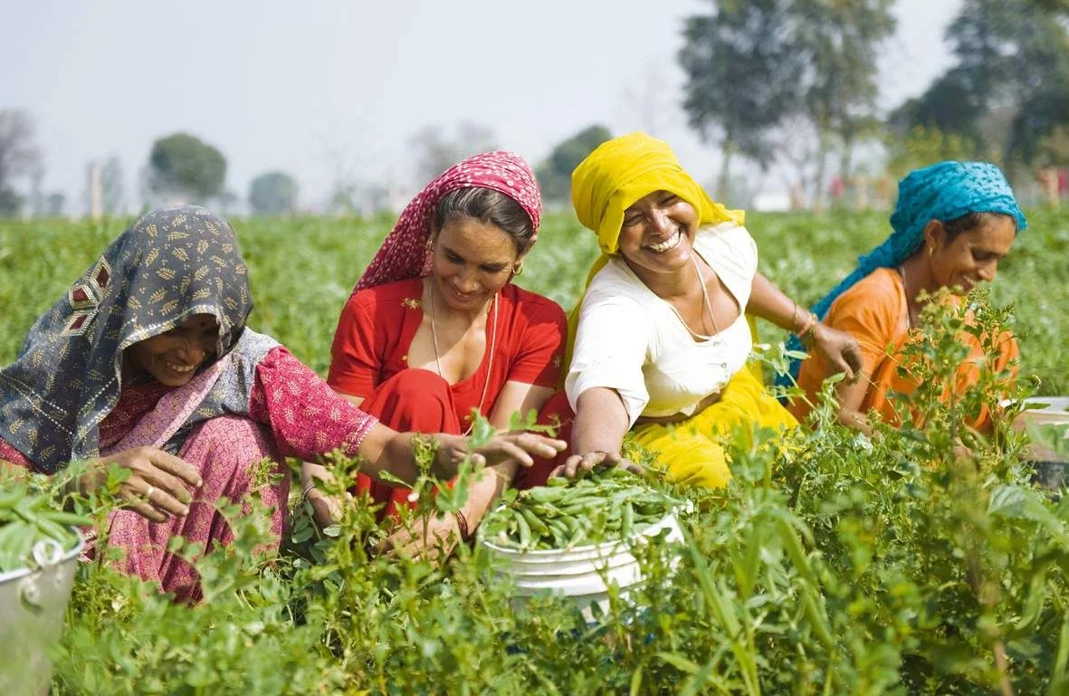 
Women in the Harvest  