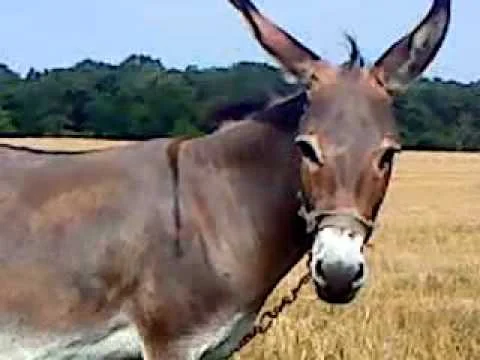 Loving a Prodigal: Who Is the Strong-Willed and Stubborn One?  