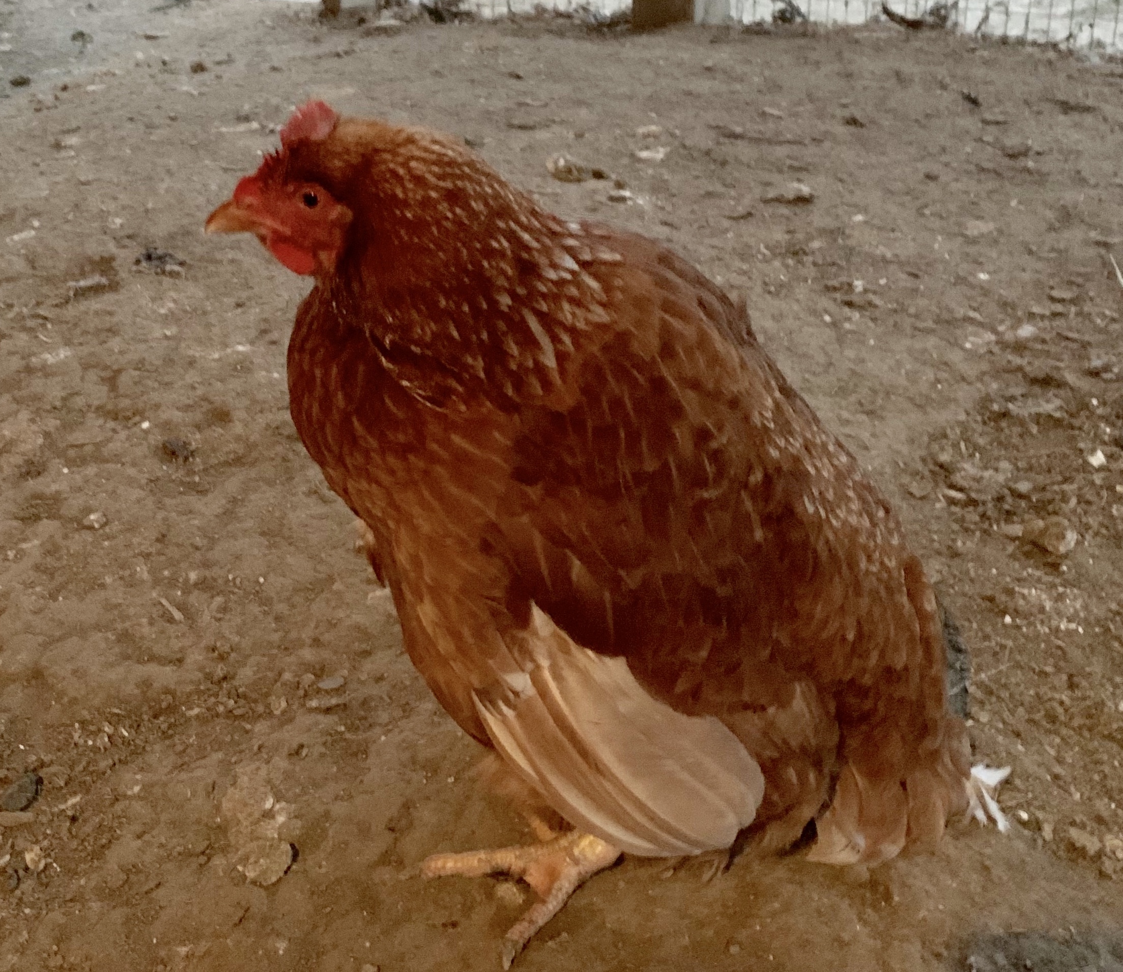 
A Chicken and the Holy Spirit by Karen Purpero  