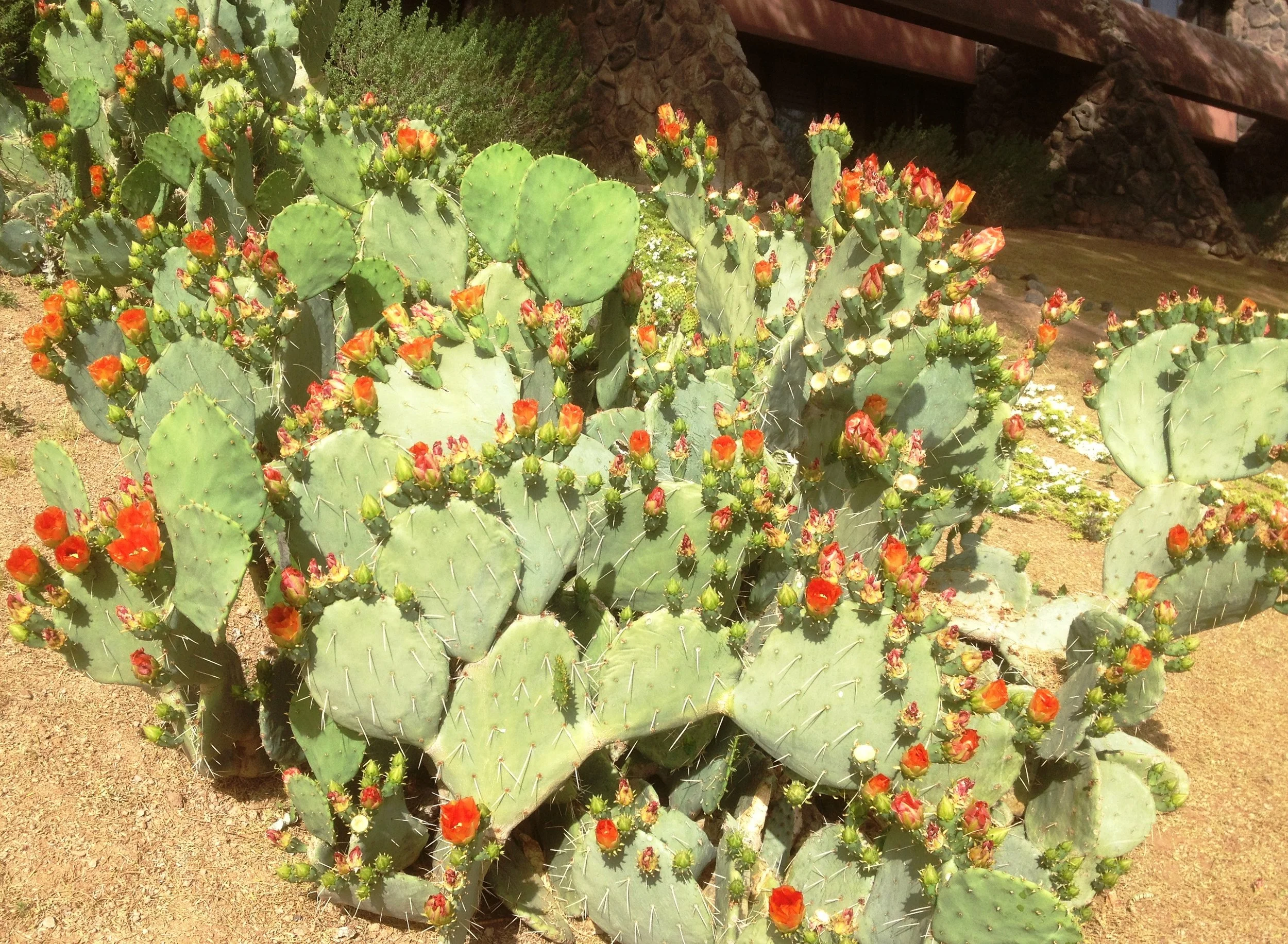 
Treasures from the Wilderness 2: Praying without Ceasing  