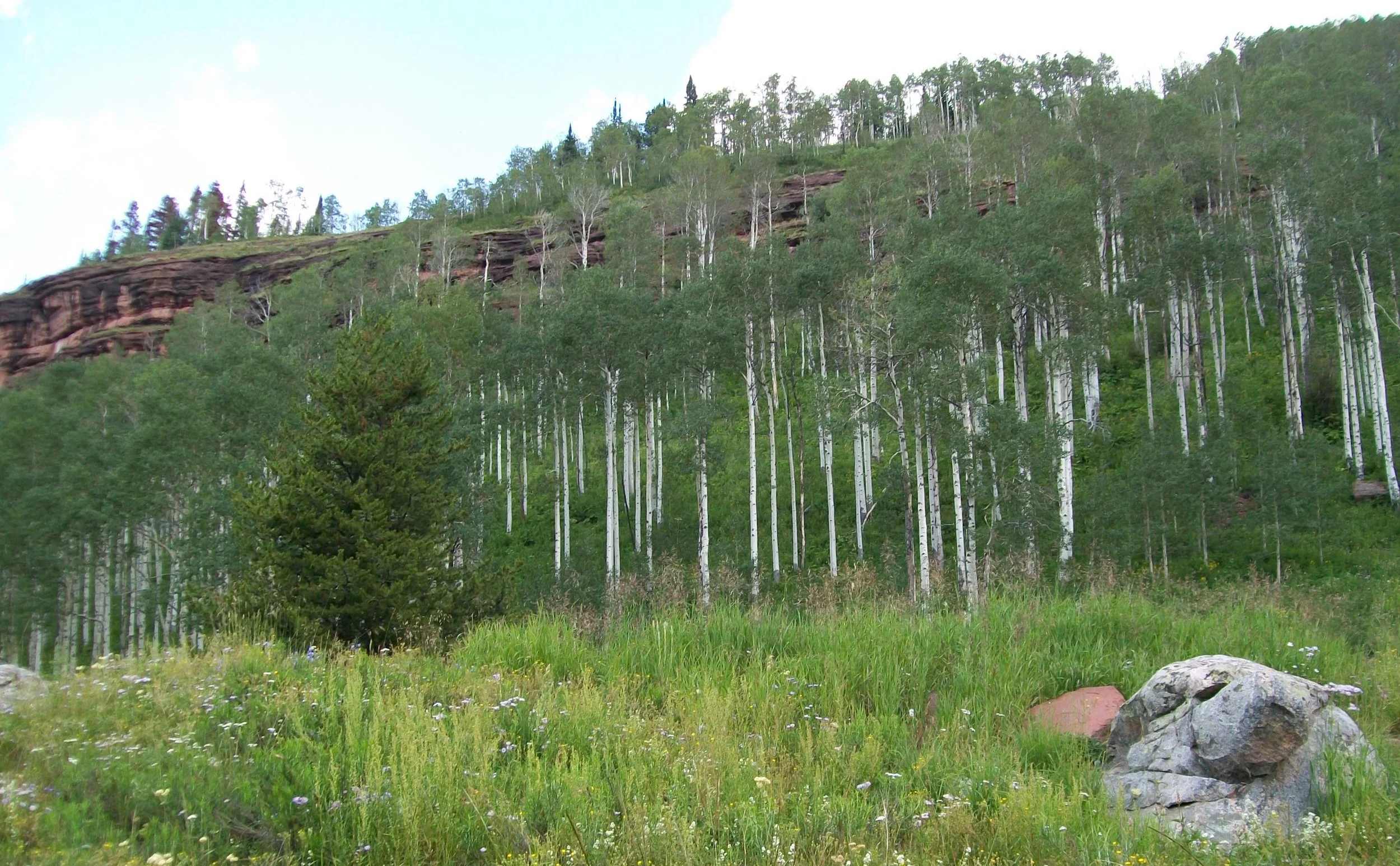 Treasures from the Wilderness 7: Delight  