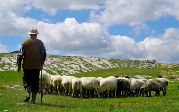 shepherd-and-sheep.jpeg