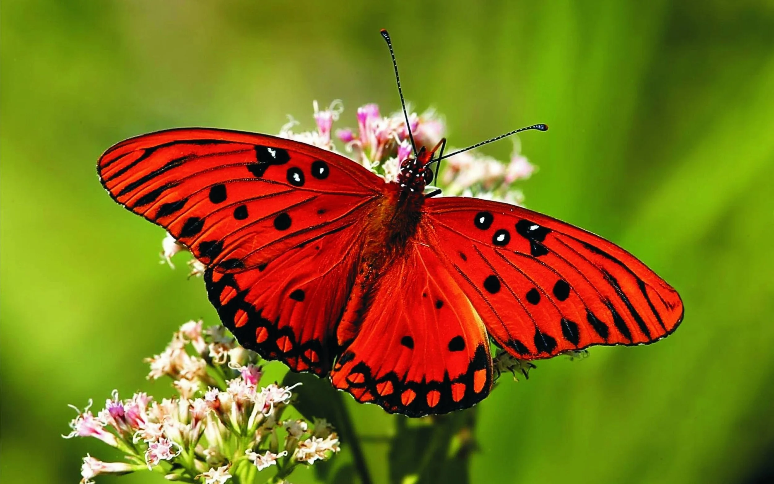 butterfly-2-red.jpg