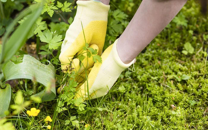 weeding-pulling-garden-weeds-out.jpg