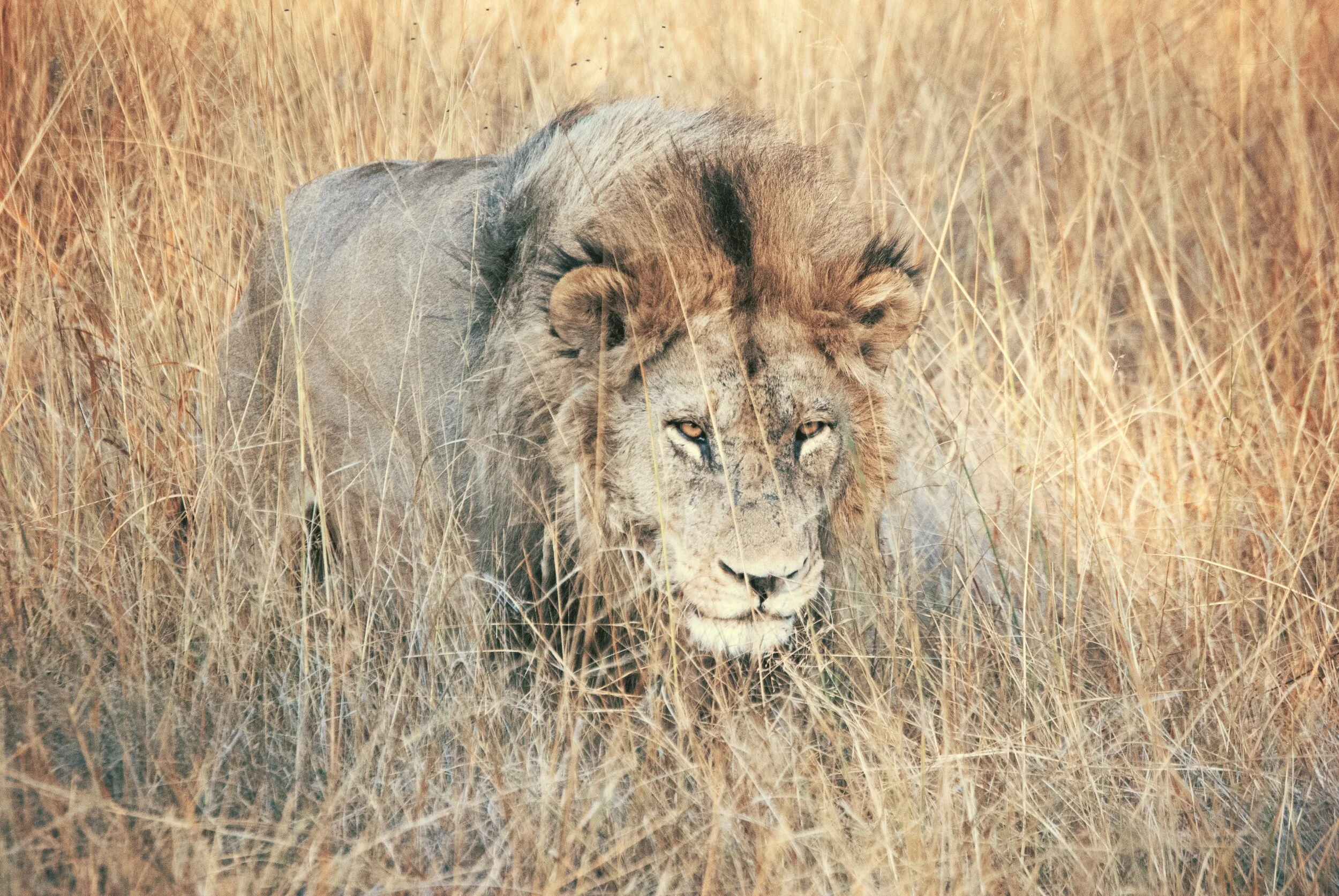 Can You See the Lion Stalking? And a Birthday Celebration!