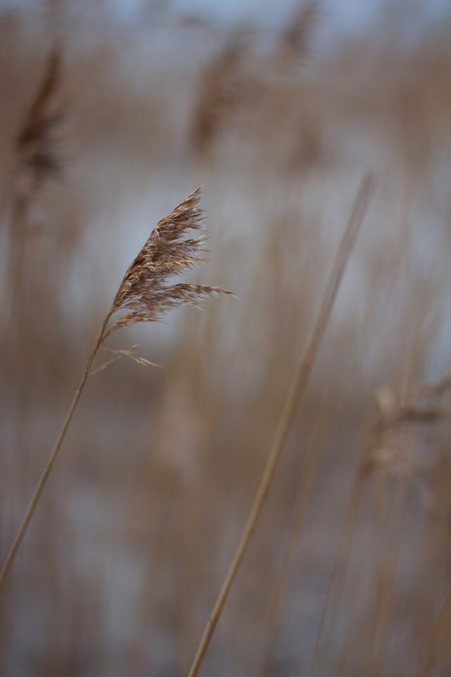 What to Wear as a Follower of Jesus: Gentleness