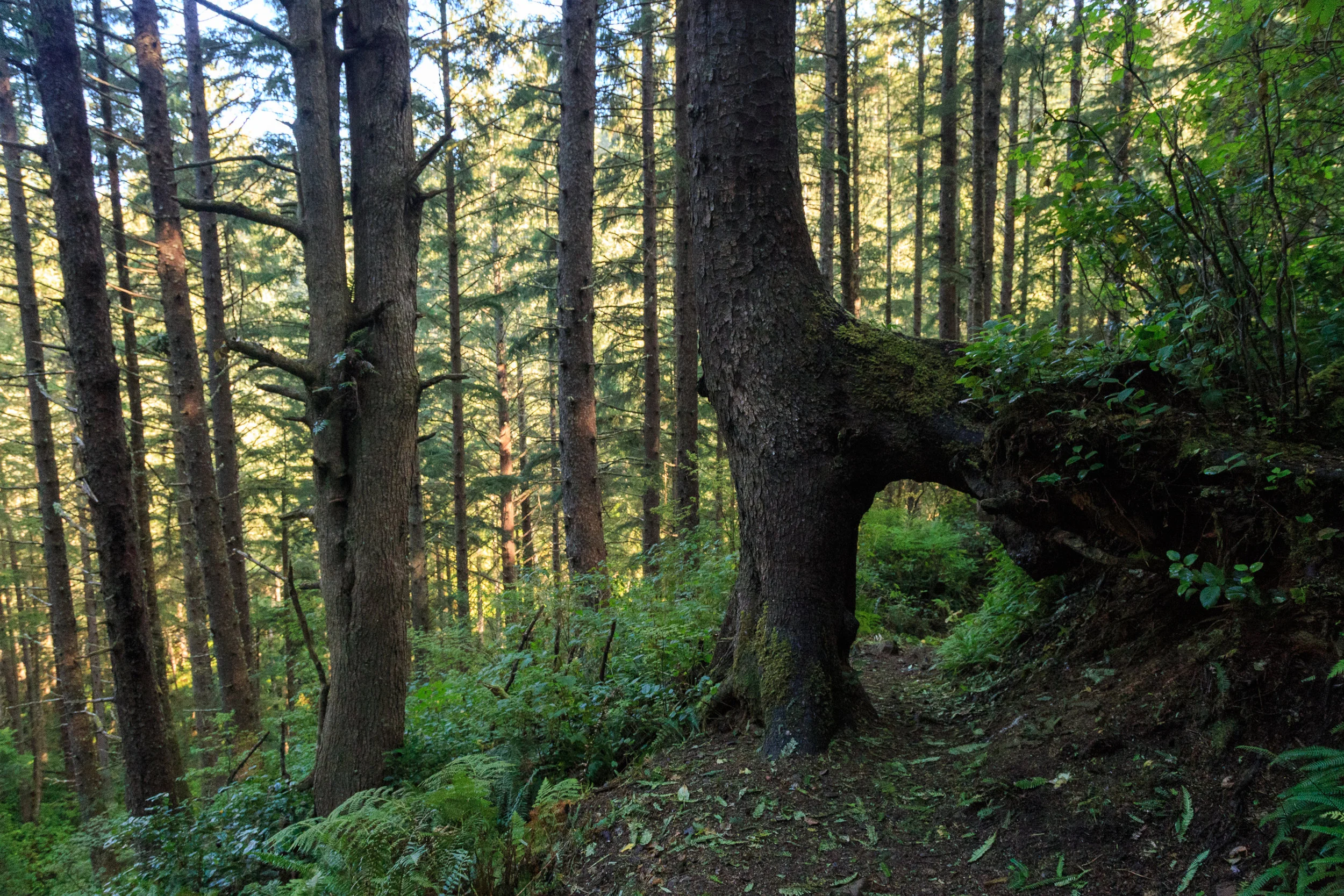 Another tunnel through the roots of a Sitka spruce on the north Cape Lookout Trail. Photo by Daniel Sherman.