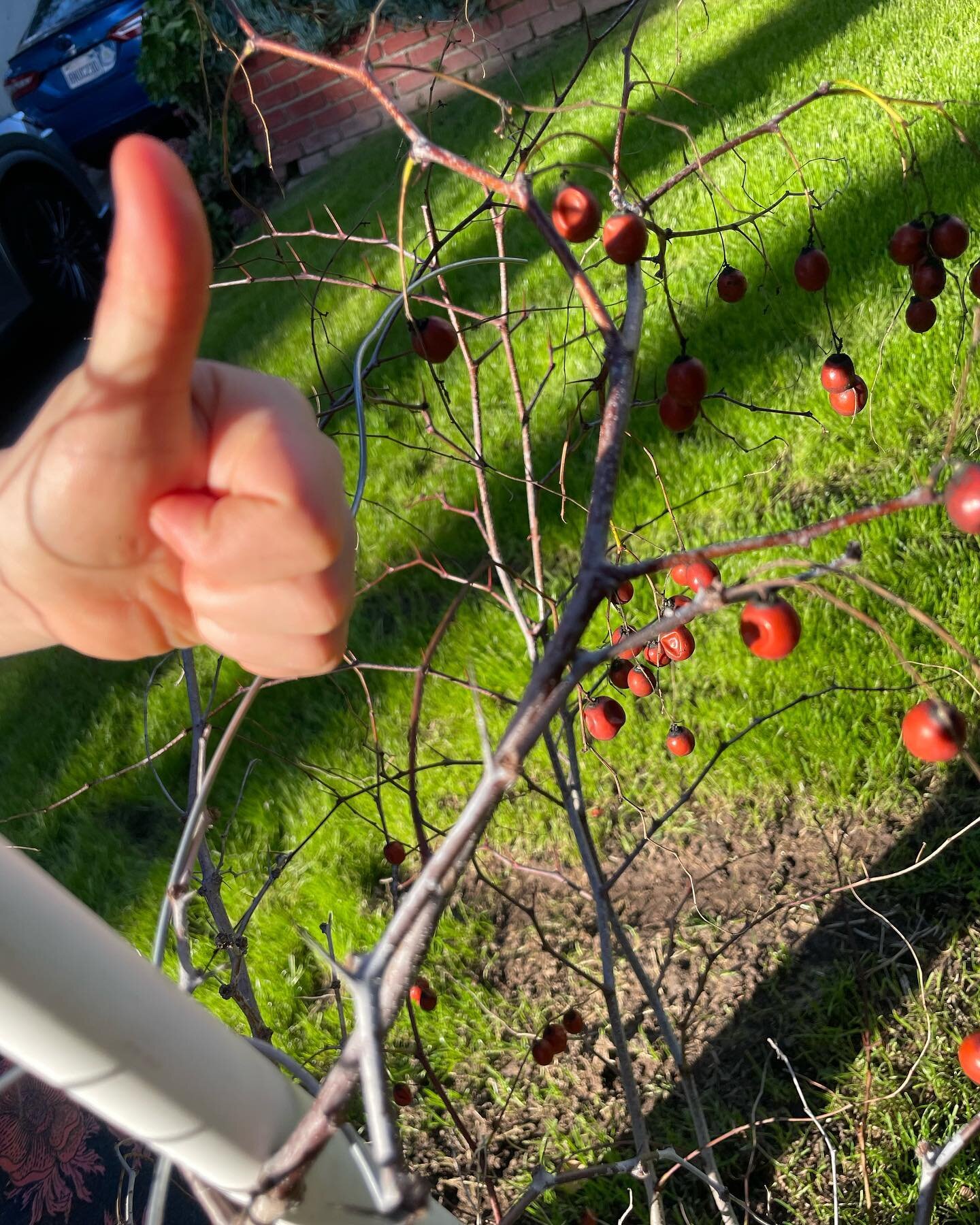 My brother-in-law @zombiexla grew this jujube tree for me.  Actually, the tree grew itself from its mother nearby, and the BIL gave it protection while it did so.  Through much effort on @ignaciogenzon &lsquo;s part, once it was big enough we brought