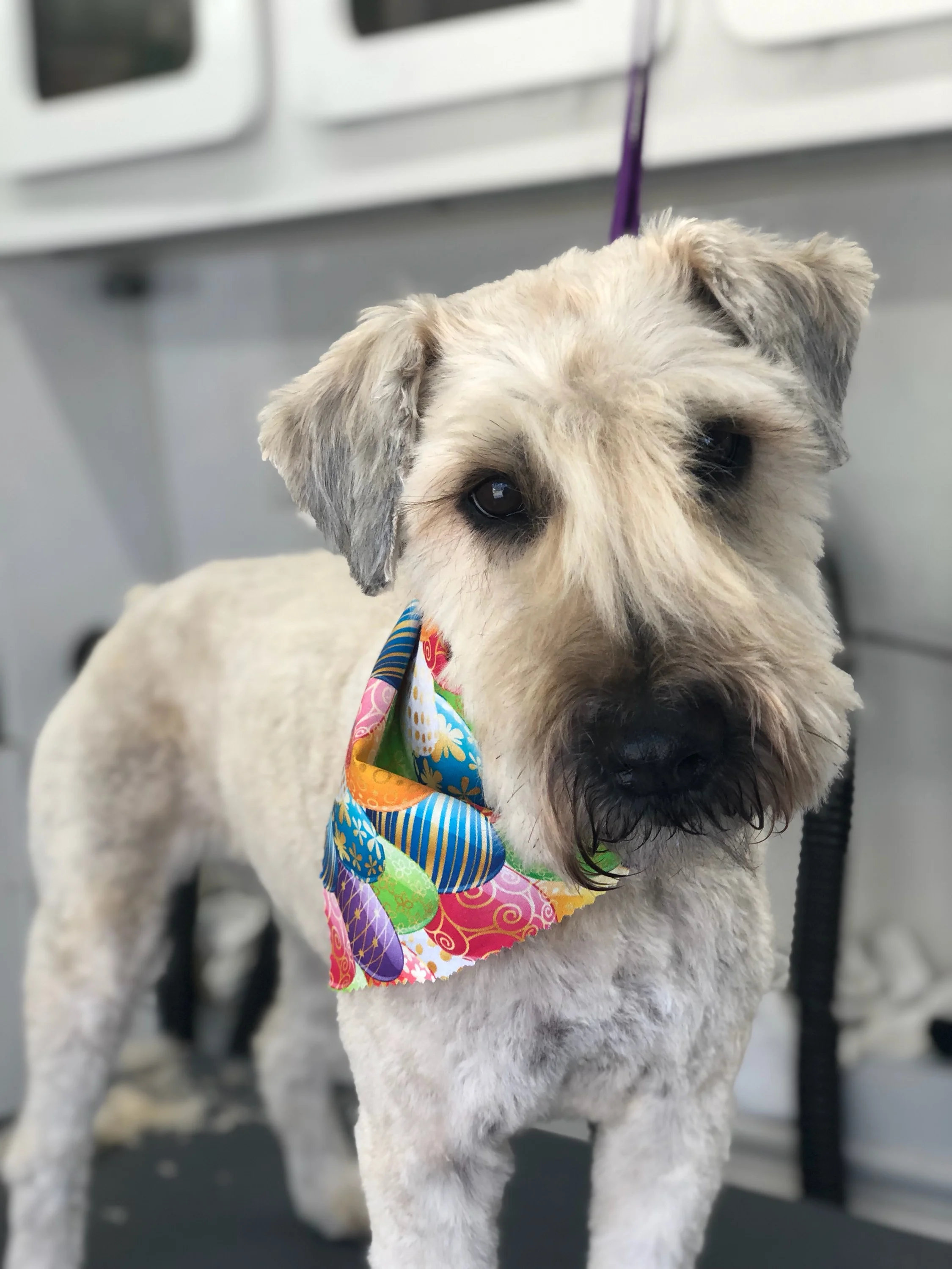 woof woof mobile grooming