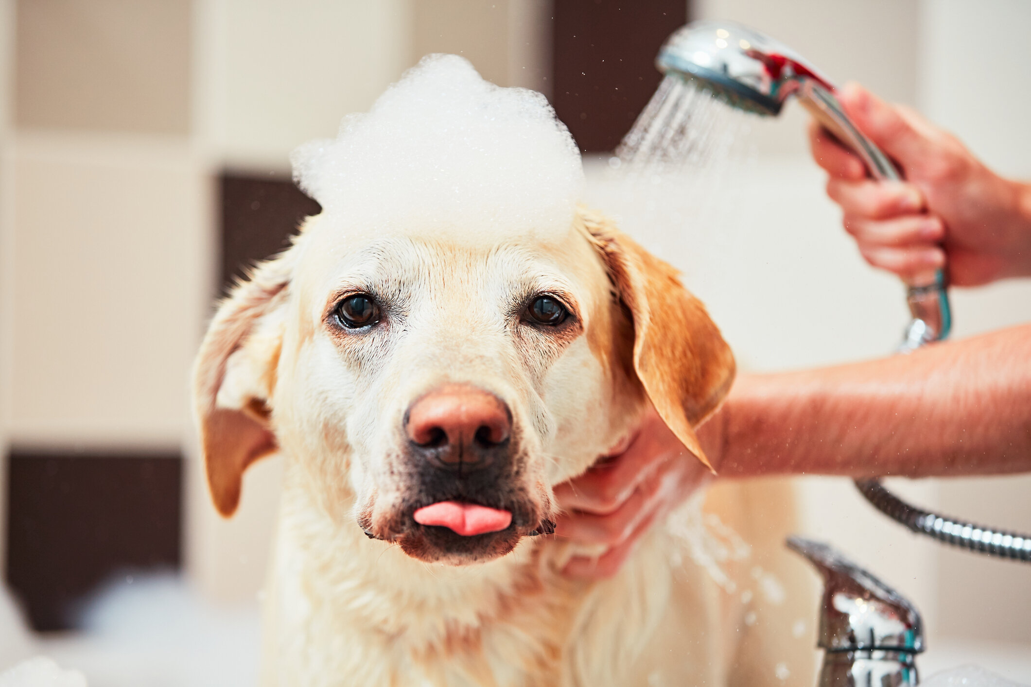 woof dog spa