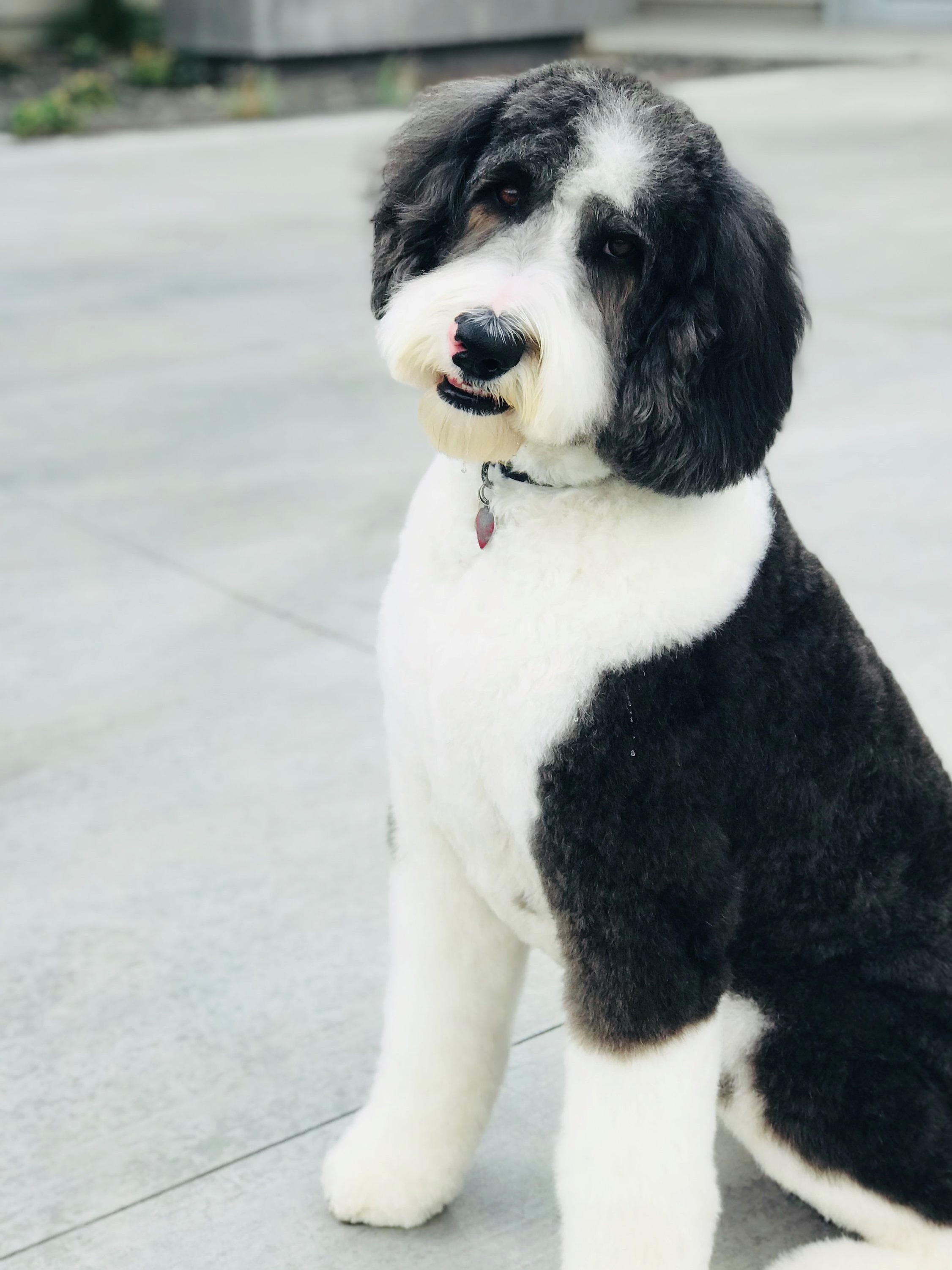 Bernese Mountain Dog Print Scrub Cap -  Portugal