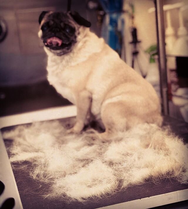 ... and I&rsquo;m just getting started with this girl 😳 #doggroomers #mobiledoggrooming #dogs #dogsofinstagram #pugsofinstagram #pugs #shedseason #haireverywhere