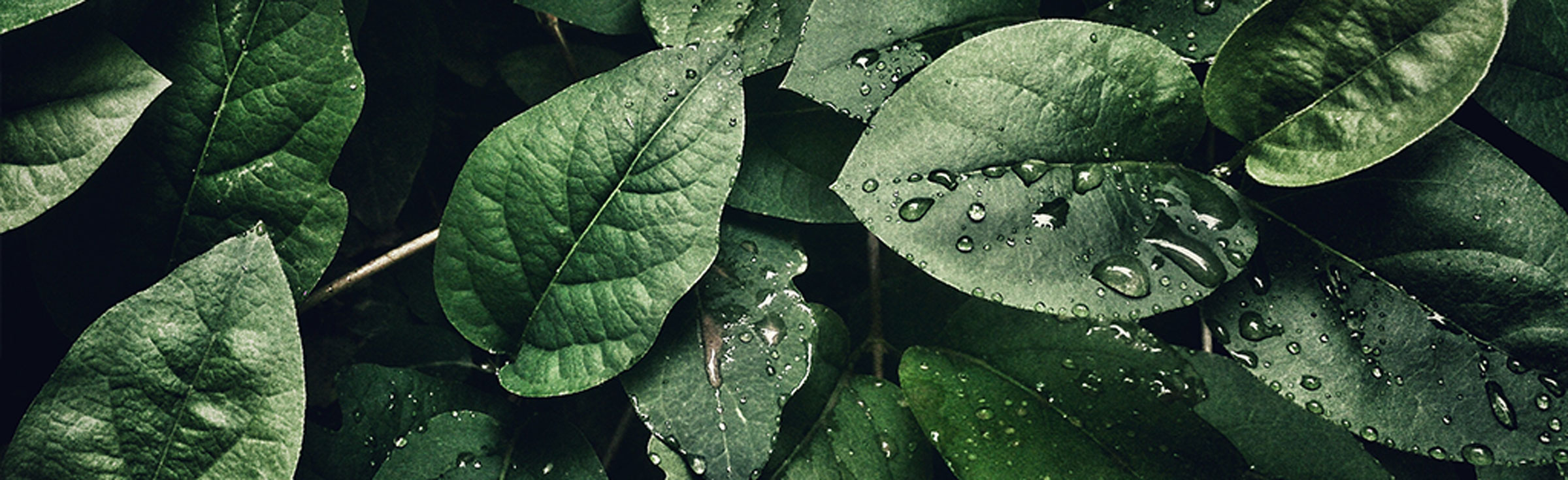 Elysium-Sustainable-Events-Why-Elysium.jpg
