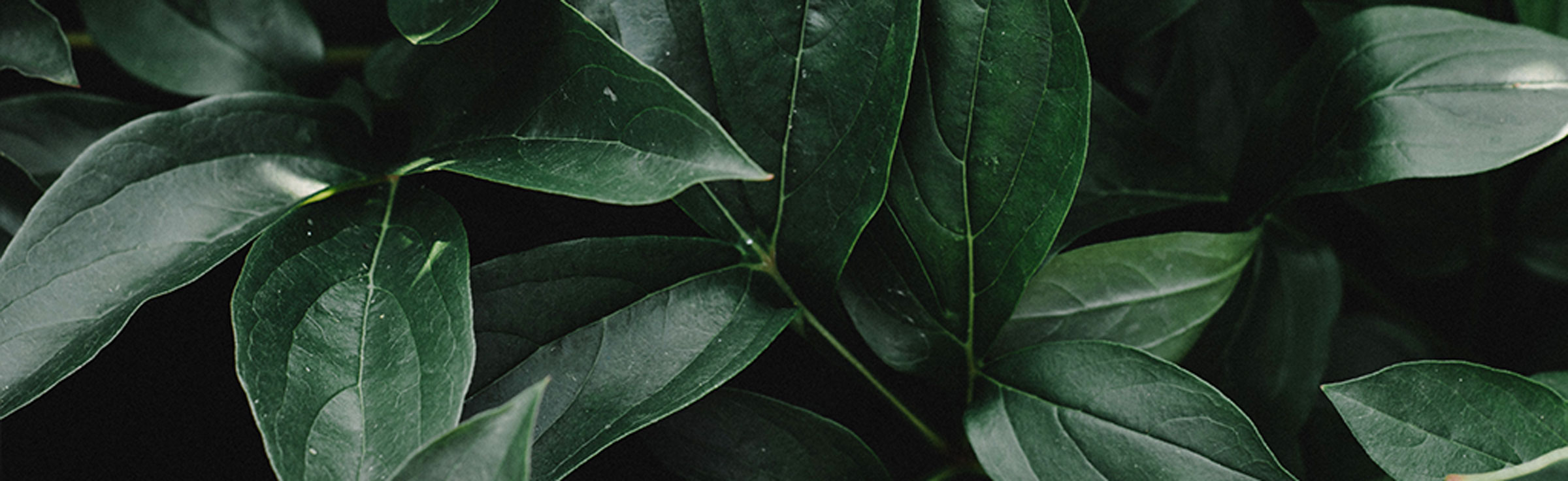 Sustainable-Events-services.jpg