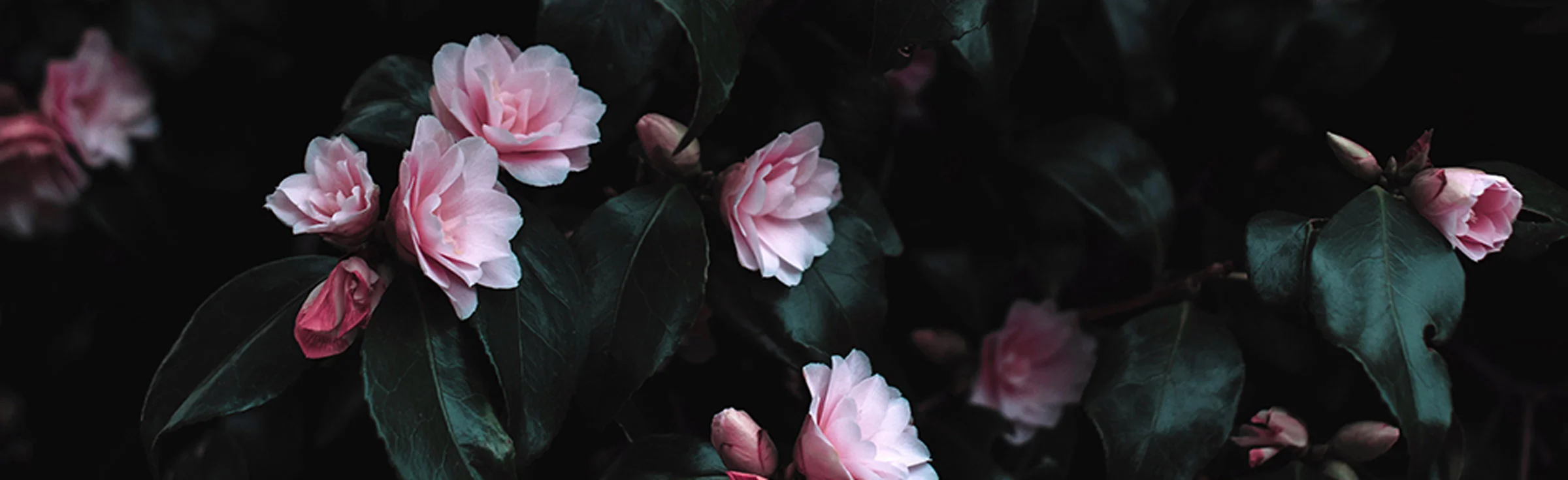 Elysium-Sustainable-Events-Contact-Us-header.jpg