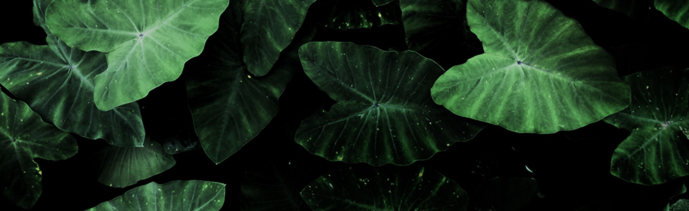 Elysium-Sustainable-Events-header-about.jpg