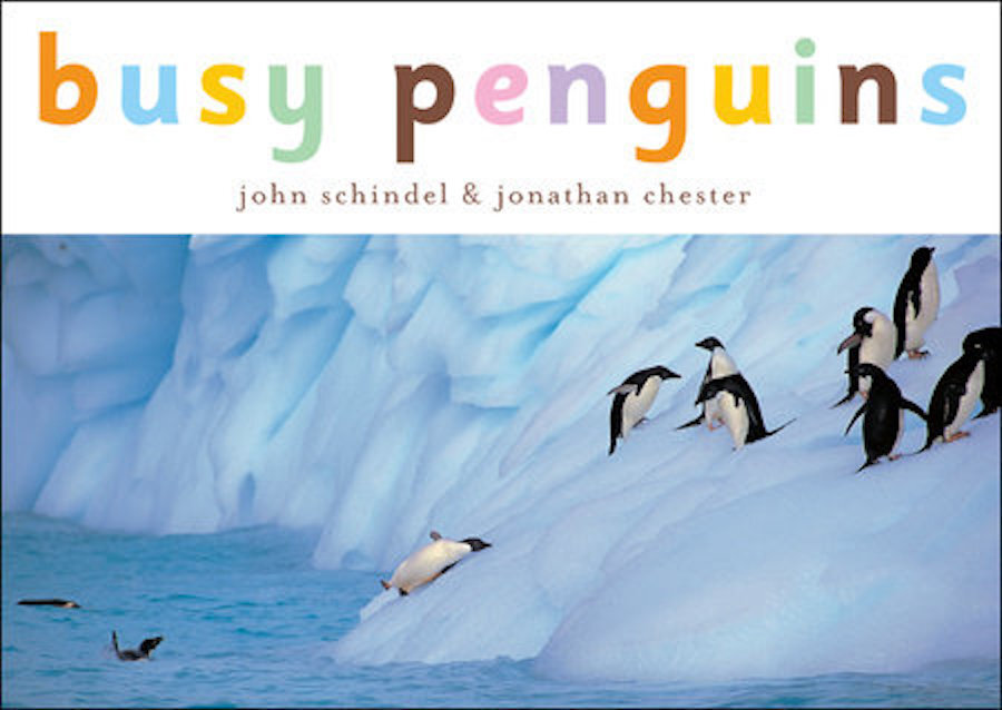 Busy Penguins New.jpeg
