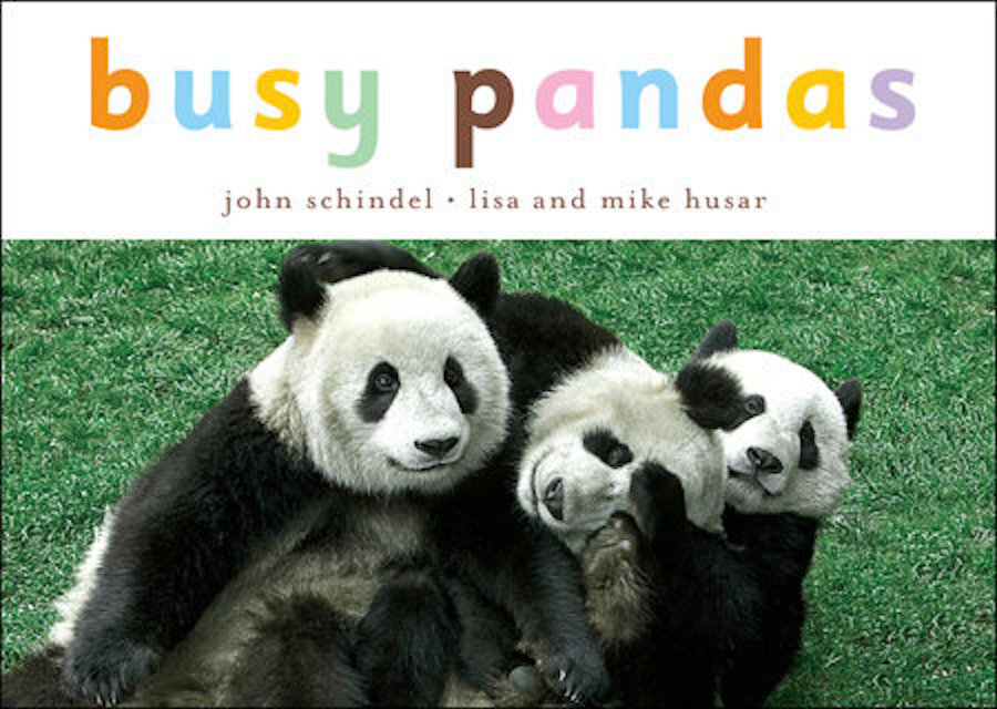 Busy Pandas.jpeg