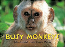 Busy Monkeys.jpg